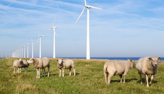 Mott MacDonald advised on Westermeerwind project, now open