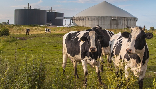 Ricardo Energy & Environment creates anaerobic RHI reporting tool