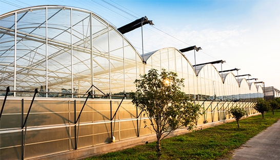 Internet of Things cultivation boosts greenhouse horticulture