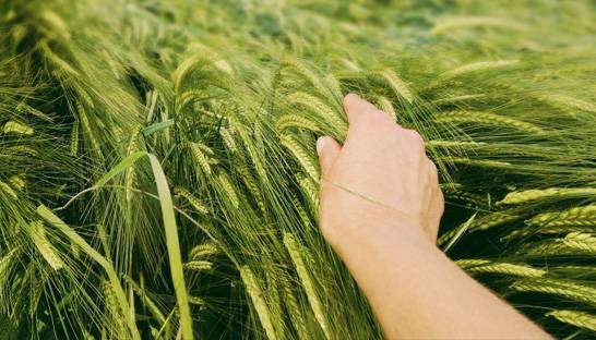 Agricultural firms urged to address global food challenges