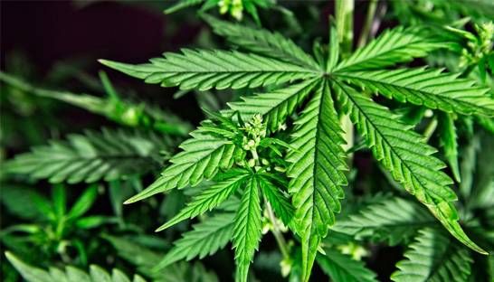 Deloitte partners with cannabis blockchain firm TruTrace Technologies 
