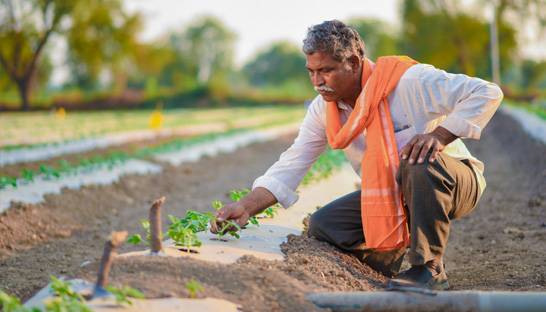 India's soil is degrading under the strain of global crop demand