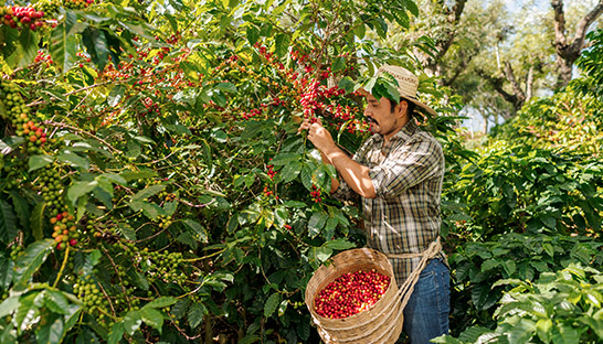 New consultancy Kune supports green coffee production in Latin America