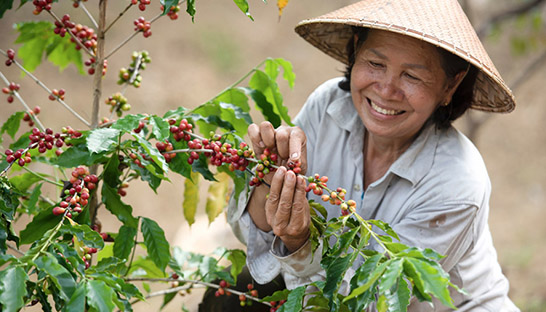 Coffee farmers in Vietnam hit by low rainfall receive insurance-backed payout